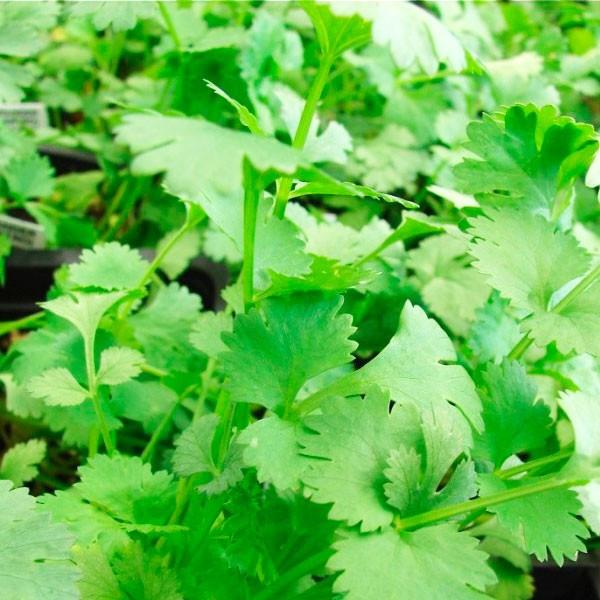 KILOG CULANTRO LOND STANDING AMERICANO EMERALD